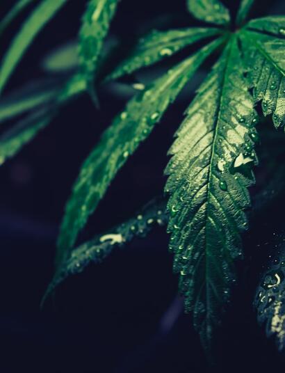 La fertilización foliar del cannabis: eficiencia para nutrir la planta
