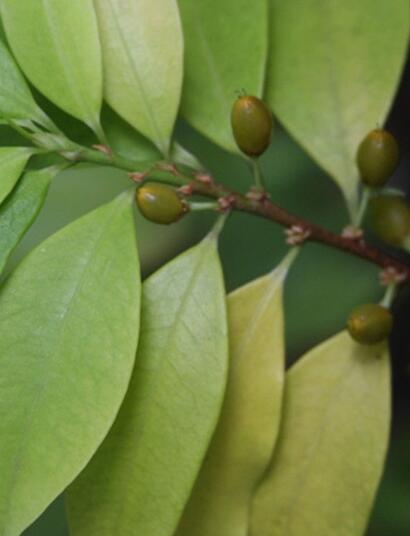 Le marché de la cocaïne dépasserait celui du cannabis