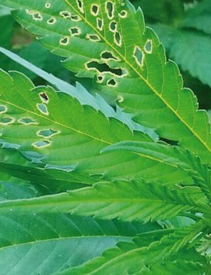 Impacto de los Productos Fitosanitarios en el Medio Ambiente 