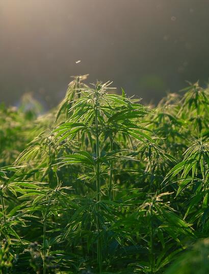 El florígeno, la proteína móvil que desencadena la floración en la marihuana. 