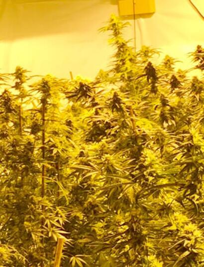 Zombie Kush ya crece en América como en casa