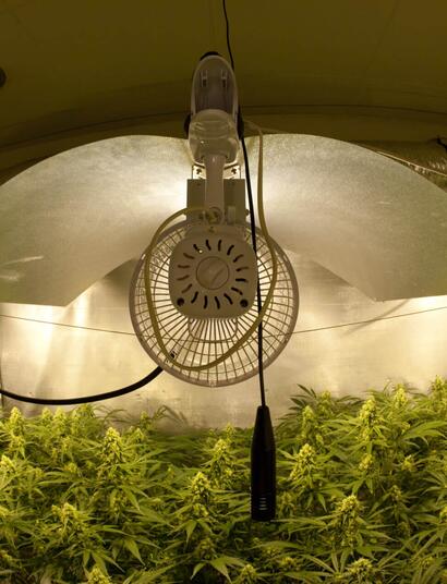 L’arte del compromesso nella coltivazione idroponica