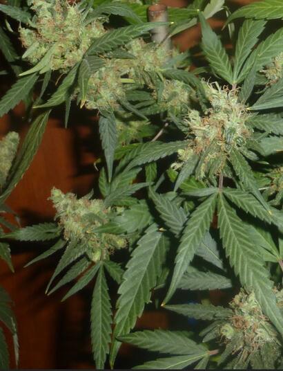 Indica et Sativa : les principales différences