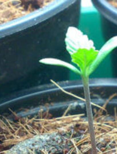 Outdoor con le autofiorenti - Coltivazione Pampa Guerrilla