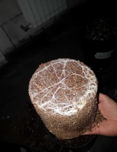 Toma nota: lavado de raíces y precosecha
