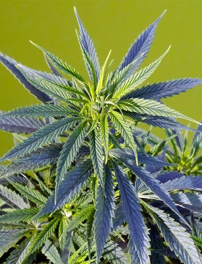 Das Drogenreferat Frankfurt/Main hat einen Leitfaden zur Schadensminimierung beim Cannabis-Eigenanbau veröffentlicht. 