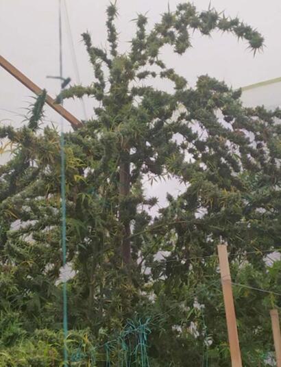 French grower en Colombie