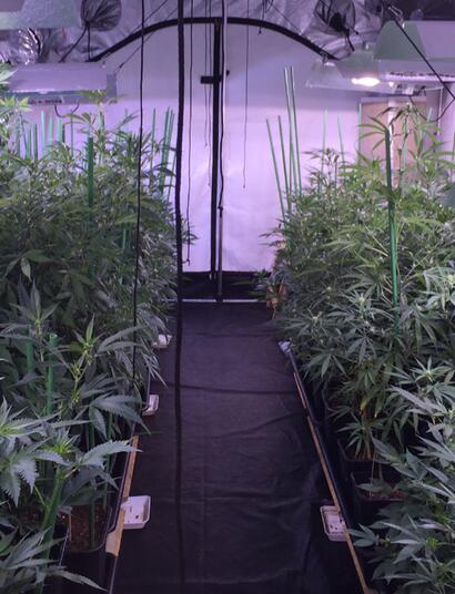 French breeder expatrié