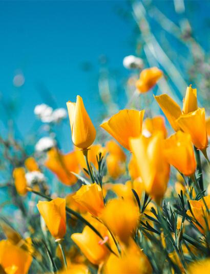 Frühlingsaktivitäten mit Cannabis