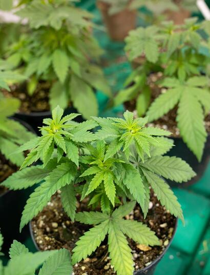 Funguicidas, fertilizantes y pesticidas pueden utilizarse en sustrato para prevenir y controlar hongos y plagas.