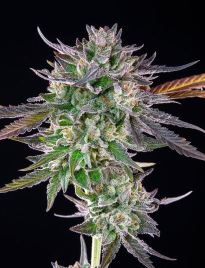 Wie man Gelato 41 BX anbaut