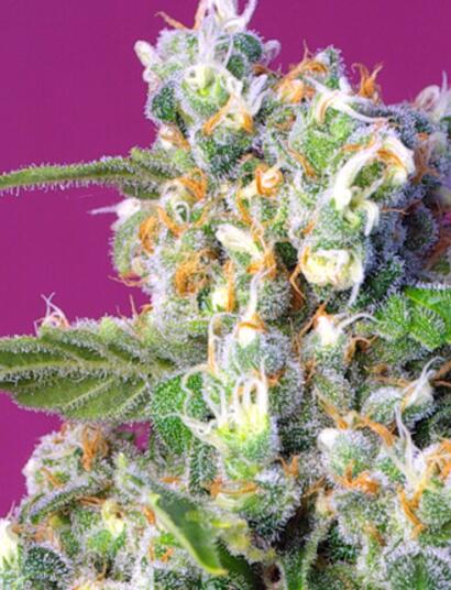 Novedades de Sweet Seeds® para 2018 - Nueva genética USA que alcanza niveles de 25% en THC