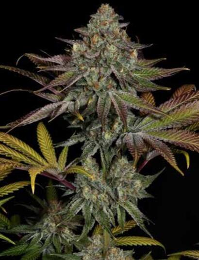 Gelato #45 : au paradis du cannabis