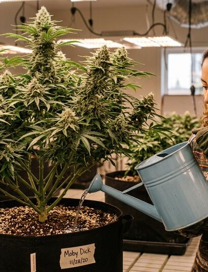 Cannabis Plant Nutrition for Each Stage of Growth and Development