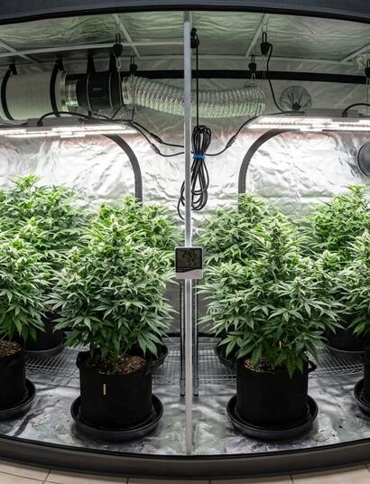 What Is Vapour Pressure Deficit and Why Is It So Important for Growers?
