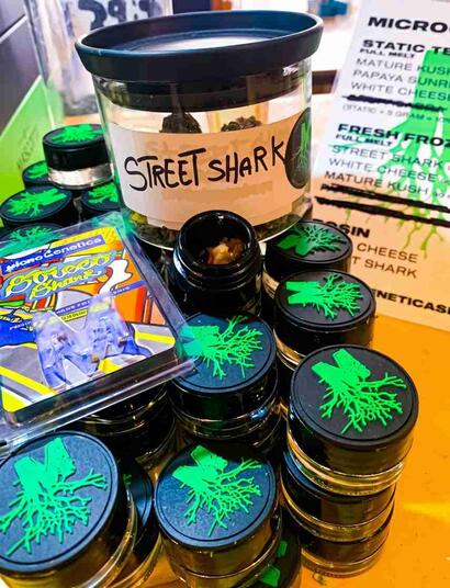 Stefano (Microgenetica): Cannabis Artigianale ad Amsterdam