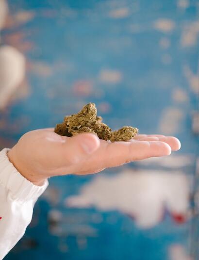 Cannabis Genetics Trends for 2024