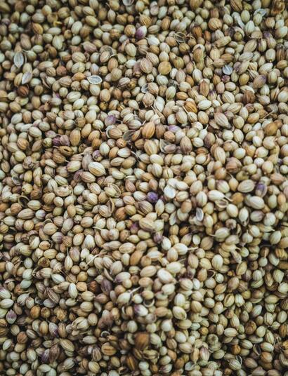 Recently, cannabis seeds from Gutmut Saatgut became available for purchase at 255 Netto discount supermarket locations across Berlin and northeastern Germany