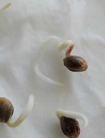 Cannabis Seeds