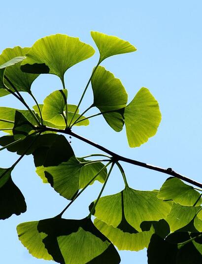 Ginkgo biloba : l’histoire fascinante d’un fossile vivant