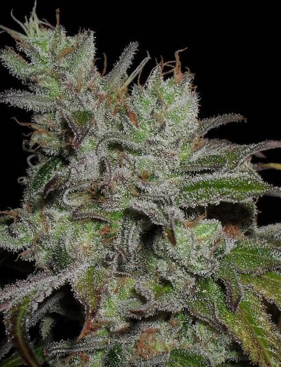 Gorilla Blue