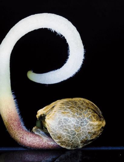 Gorilla-Girl-Sweet-Seeds