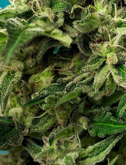 Green Poison F1 Fast Version® (SWS41)