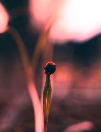  A specific part of the light spectrum is vital for plants; this part is called photosynthetically active radiation or PAR.