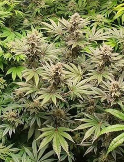 Pays-Bas : l’expérience de culture règlementée à nouveau retardée