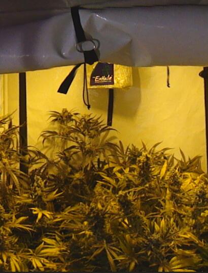 Golden Lungs Crew : les cultivateurs de l’est de la France