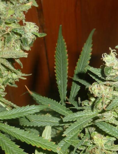 Cultiver des plantes dans le noir ! 