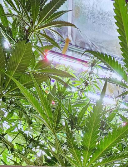 Growbox