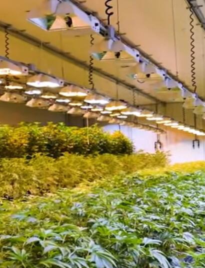 Growers Network : les Jungle Boys