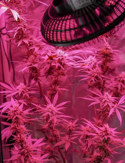 This strain has gained immense popularity due to its remarkable ability to uplift and calm the mind and body simultaneously