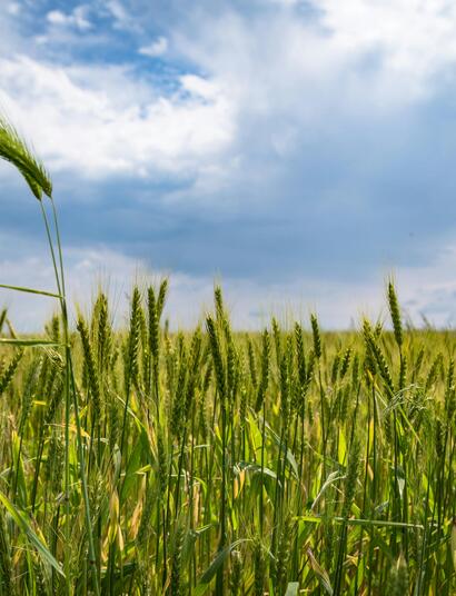 Growing Cannabis Could Boost British Farming, says MP