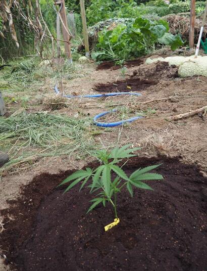 Guano de murciélago en el cultivo de marihuana