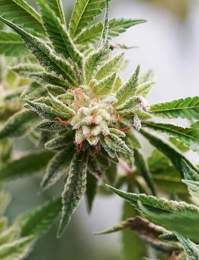 Guía de cultivo de marihuana de exterior e interior.