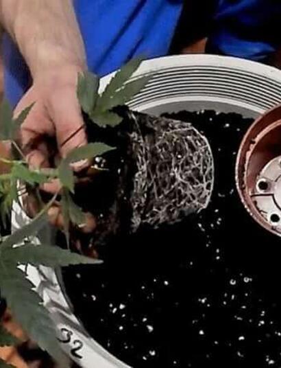 Guía Completa para el Trasplante de Marihuana