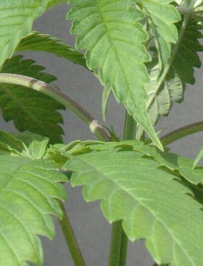 Tu marihuana favorita ad infinitum: cómo escoger una ganadora