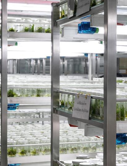 Résistance variétale : l’avenir du cannabis face au HLVd