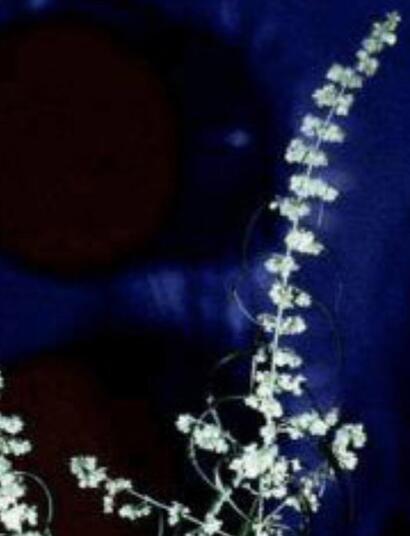  Aux origines de la Haze : chronique d’une sativa devenue légende