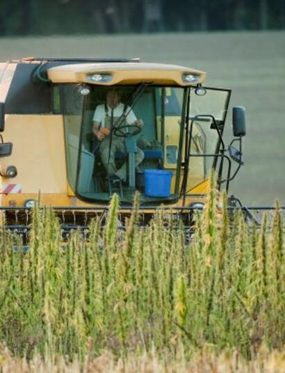 Hemp Filelds