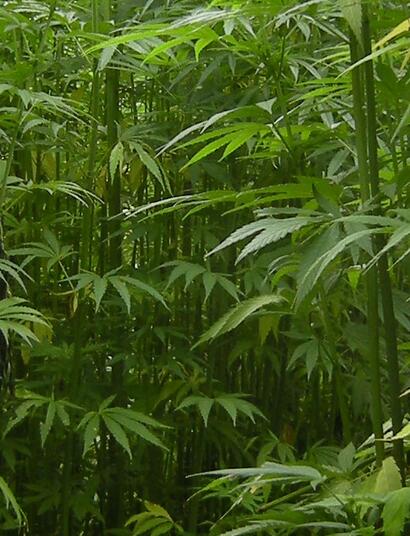 USA : interdiction des produits THC issus du chanvre