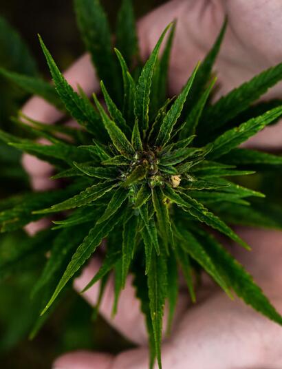 Hermaphroditic cannabis - how to recognize and solve them?