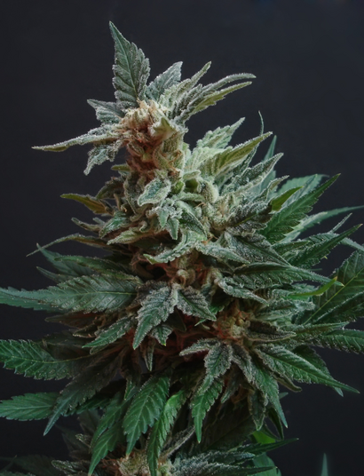 Cannabis lindert chronische Schmerzen