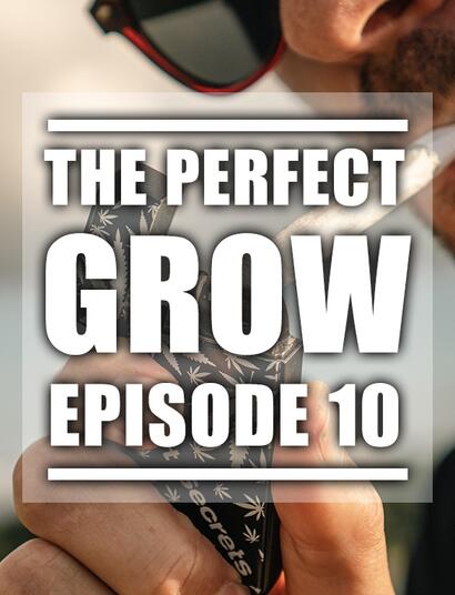 Hard Work Pays Off | The Perfect Grow | EP10