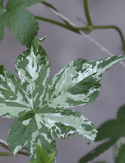 L’autre plante du mois : le Houblon 