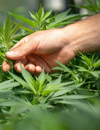 There are many factors that can cause your cannabis plant to become sick