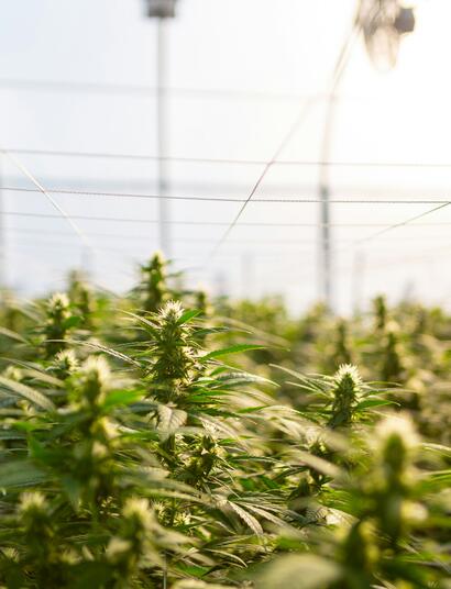  The environmental effects of growing cannabis often highlights  illegal indoor cultivation & the issues of excessive electricity & water consumption