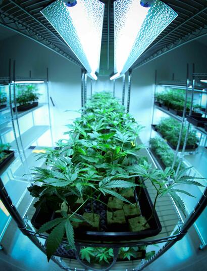 carbon filtering is essential for indoor cannabis growers looking to manage odour effectively